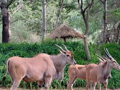 -北京野生动物园