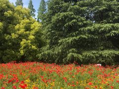 -上海滨江森林公园