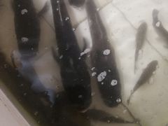 -水库活鱼馆(于桥水库店)