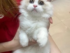 -lincat·猫舍(广州店)