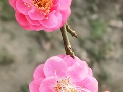 -嘉北郊野公园