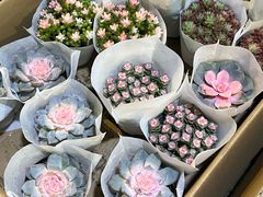 -循礼门鲜花花市(武汉循礼门店)