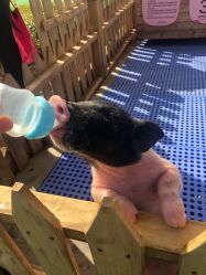 -萌宠亲子动物乐园(槐房万达店)