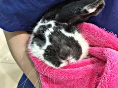 -菲尔斯特宠物医院