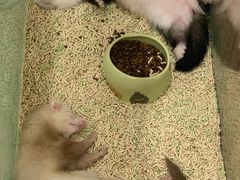 -藦茜花园宠物主题亲子互动体验馆(国顺东路店)
