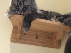 -猫和宫(六道口店)