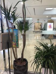 -罗亚帝造型·烫发染发