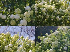 -上海滨江森林公园