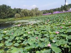 android_upload_pic-沈阳植物园