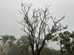 -达瓦更扎
