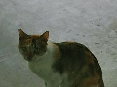 -猫里有甜