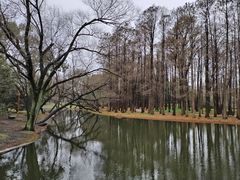 -上海共青森林公园