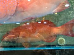 -金海湾海鲜总店