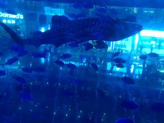 -成都浩海立方海洋公园