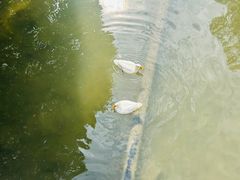 -西苑公园