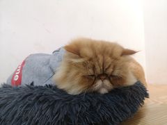 -Heymao猫咖.咖啡厅(东门店)
