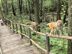 -内乡宝天曼生态旅游区