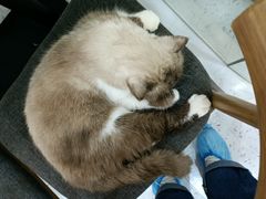 -喵园·猫主题咖啡厅·撸猫·猫咖(国贸店)