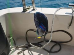 -小猫钓鱼海钓俱乐部(椰梦长廊店)