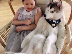-Husky Go! 哈士奇体验馆·宠物咖啡厅狗咖