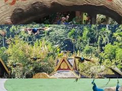 -西双版纳原始森林公园