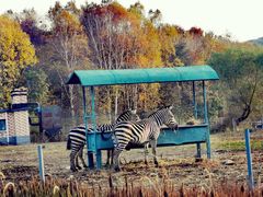 -哈尔滨北方森林动物园