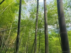 -湖州龙王山景区