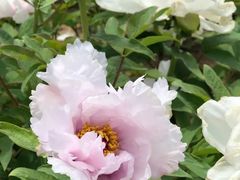 -合肥三国新城遗址公园