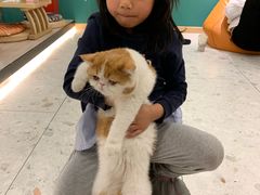 -飞行喵MR PILOT|猫舍·猫咖(静安大融城店)