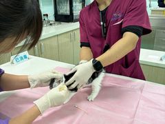 -北京观赏动物医院·24小时大型综合·猫专科·异宠专科