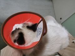 -乐派堂宠物医院·猫友好· 心脏科(东街店)
