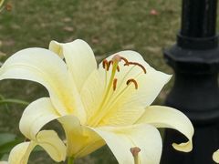 -荷兰花海