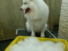 -八公叔叔宠物美容连锁(春申店)