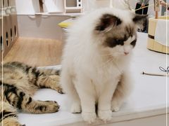 -COLOR PETS 撸猫馆·购猫·猫咖(长风大悦城店)