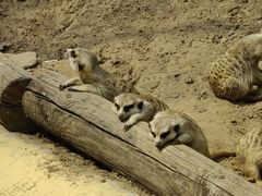 -北京野生动物园