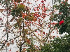 -深圳国际园林花卉博览园