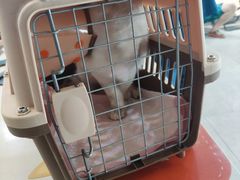 -伟伟宠物医院·CT影像中心·瑞派犬猫综合性门诊(汉口总院)