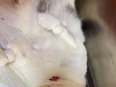 -爱诺耐芙动物医院(万博店)