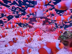 -海合安成都极地海洋公园