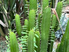 -深圳仙湖植物园