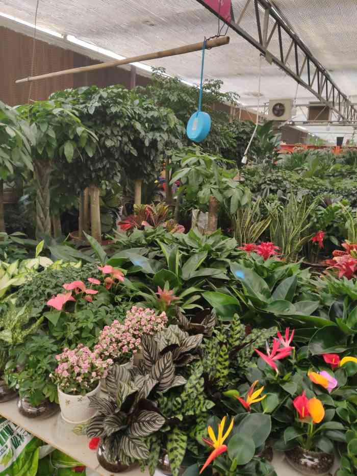 巨坤花卉中心花卉大厅-"巨坤花卉市场对面有一家中石油加油很好找,.