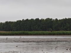 -大湾区中央湿地公园