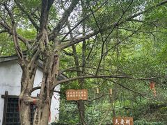 -桂林古东瀑布景区