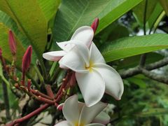 -槟城宝盛园民宿