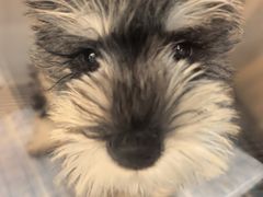 -唐小姐の私宠·宠物洗护美容·撸猫馆·购宠(周浦万达旗舰店)