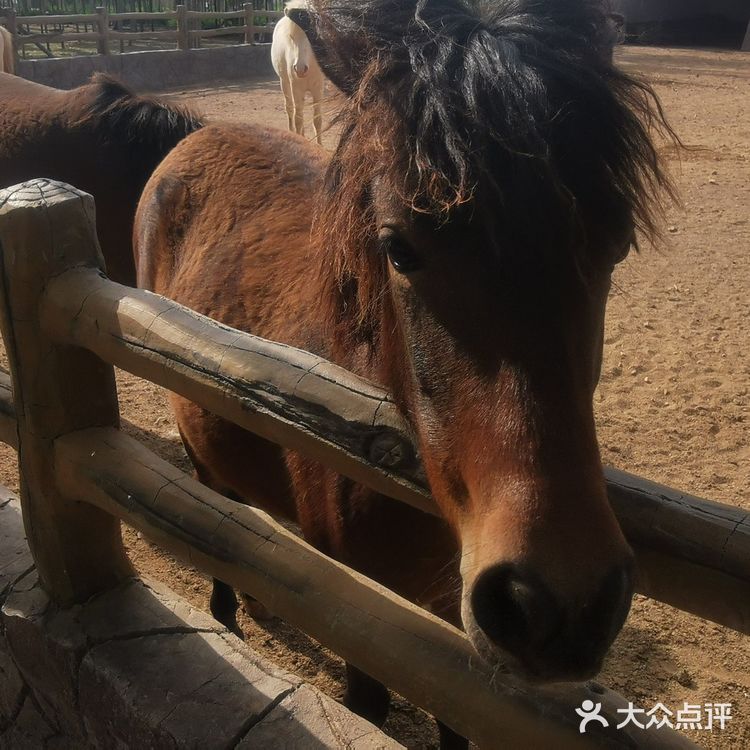 诸城动物园#