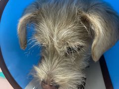 -嘉馨宠物医院·CT影像转诊·心脏科·犬猫全科诊疗中心(下沙大学城院区)