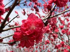 -南汇桃花村