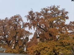 -北京石刻艺术博物馆(五塔寺)