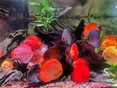 -上海海洋水族馆